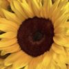 screenshot-38 Copia de Ramo de 3 Girasoles