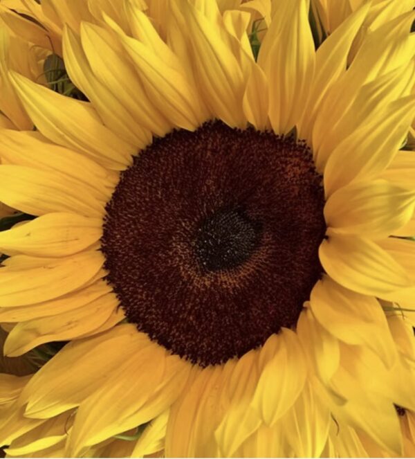 screenshot-38 Copia de Ramo de 3 Girasoles